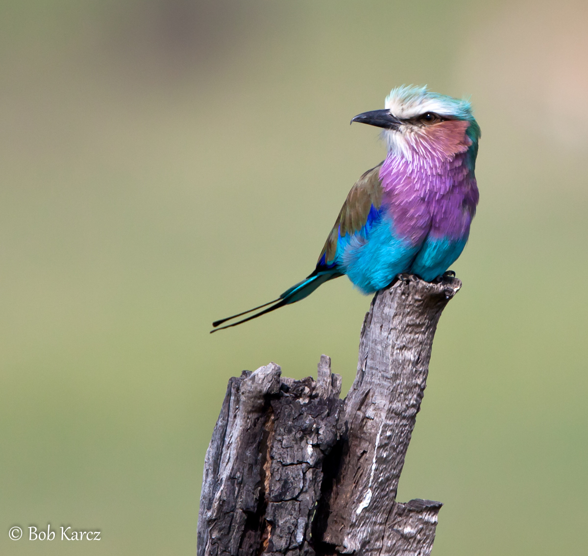 Lilac-Breasted Roller