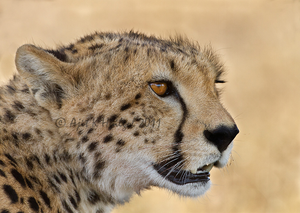 Cheetah!