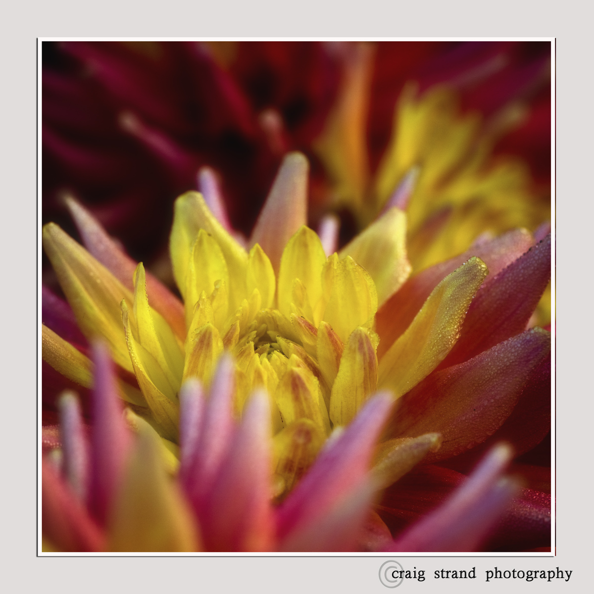 Nestled Softly