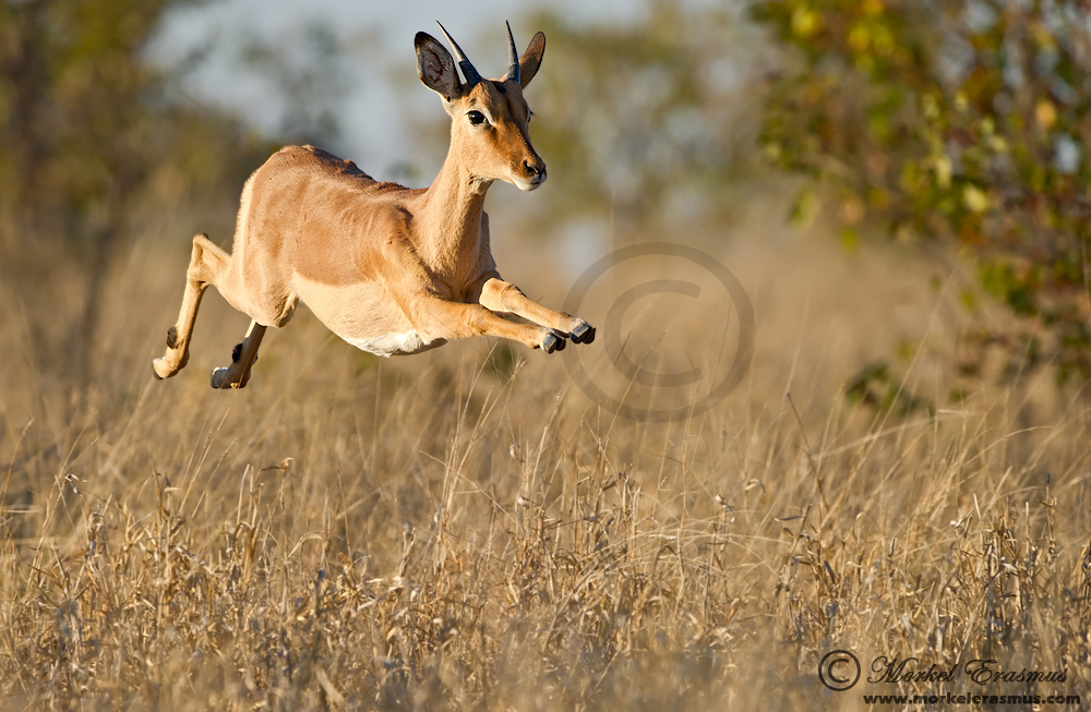 Super Impala!