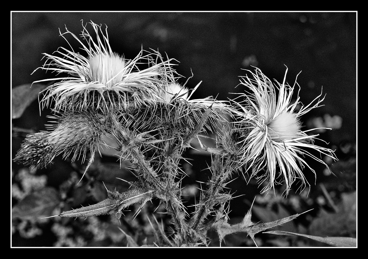 Thorny