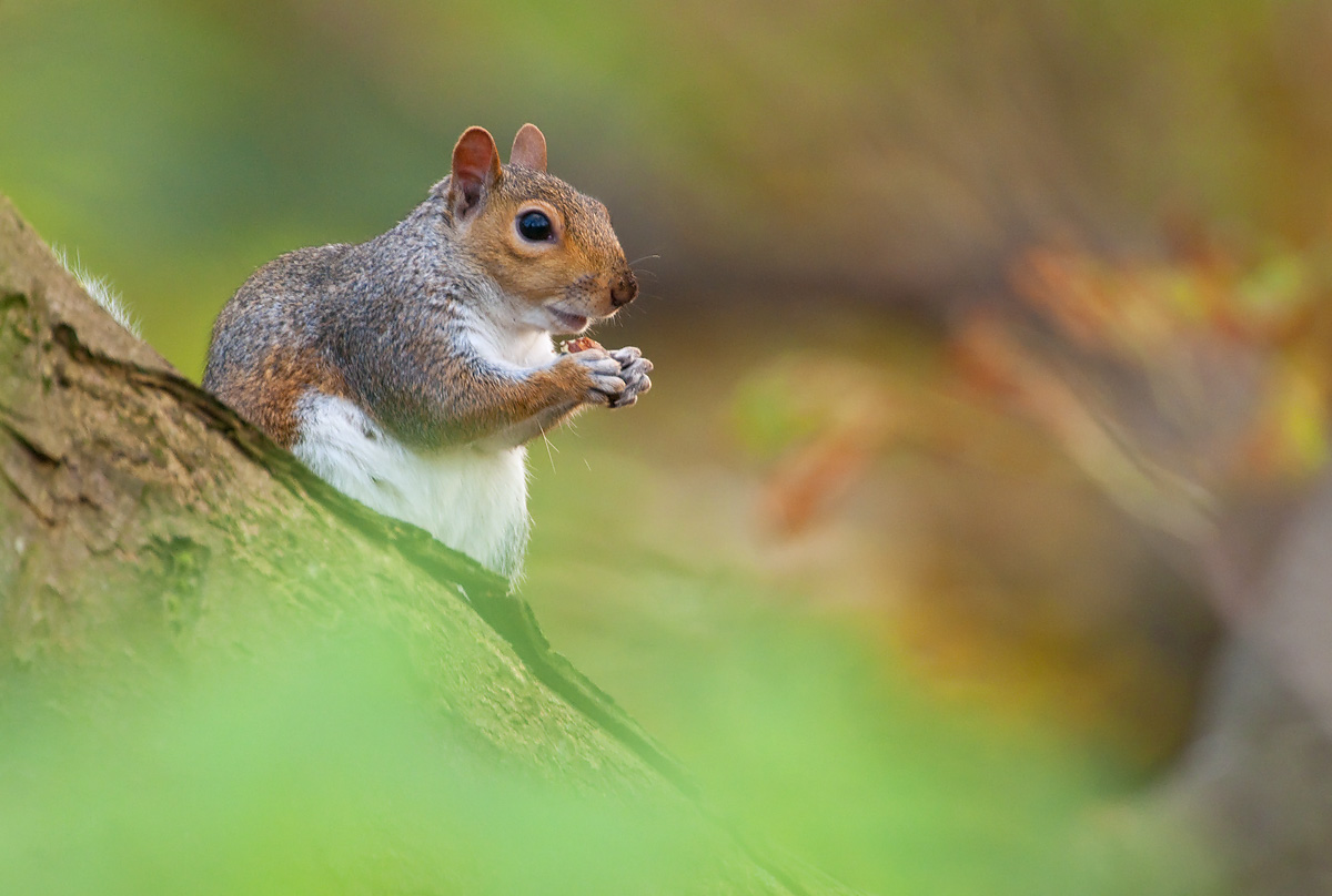 Grey Squirrel