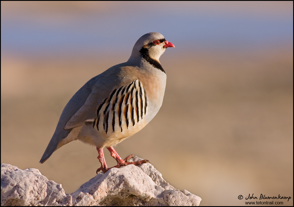 Chukar