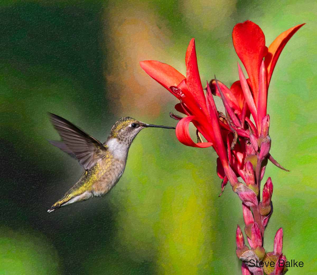 Hummer on Stage