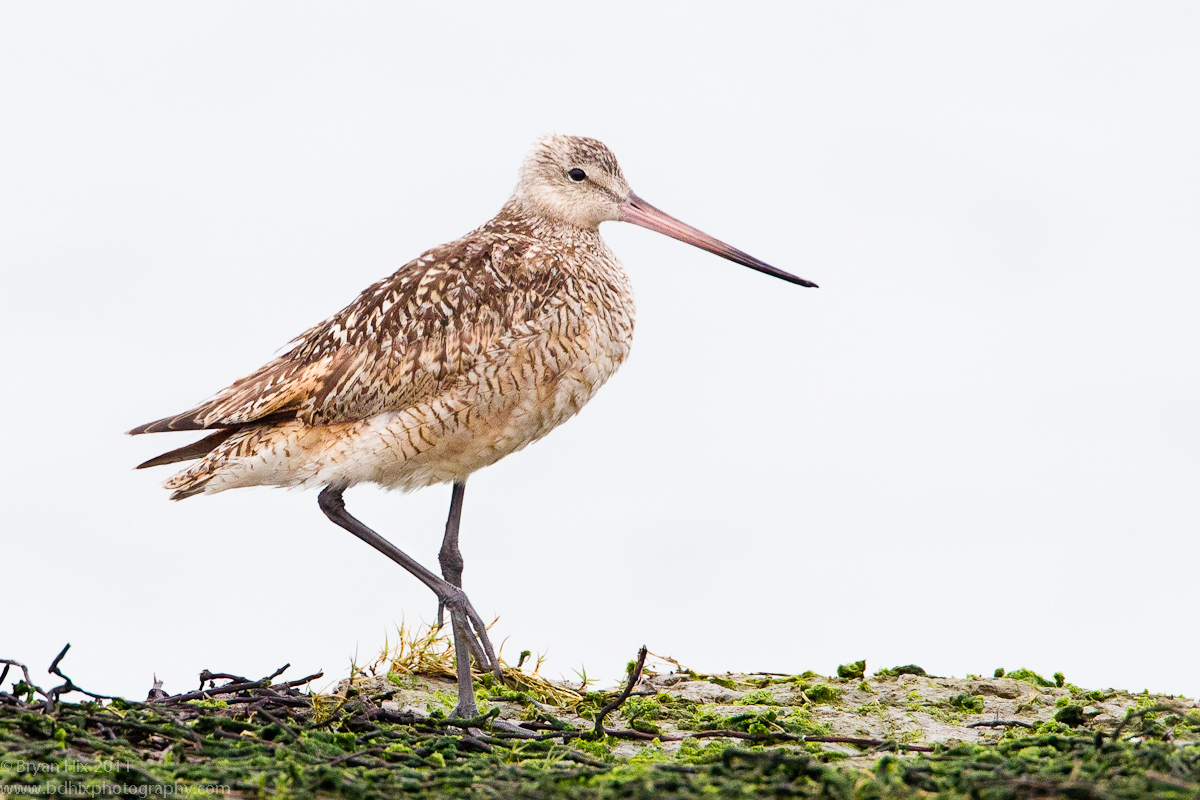 Marbled Godwit