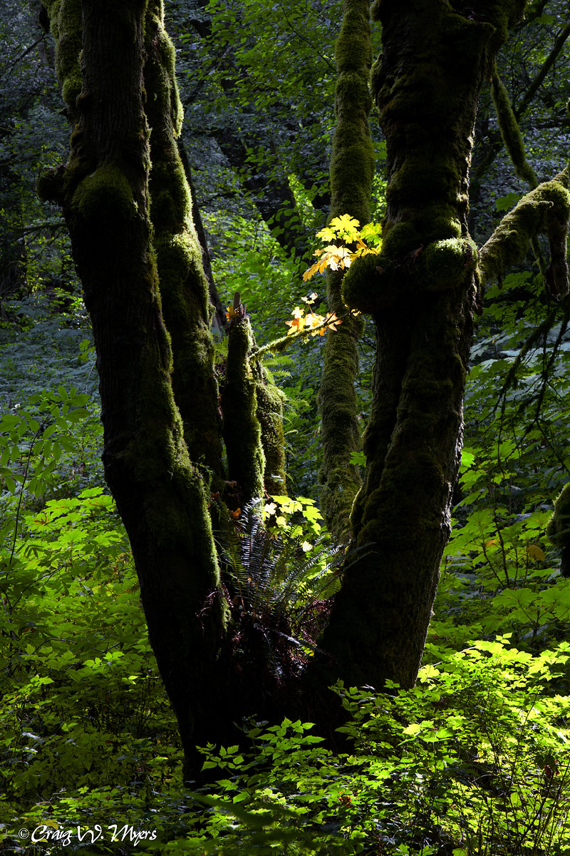Big Leaf Maple
