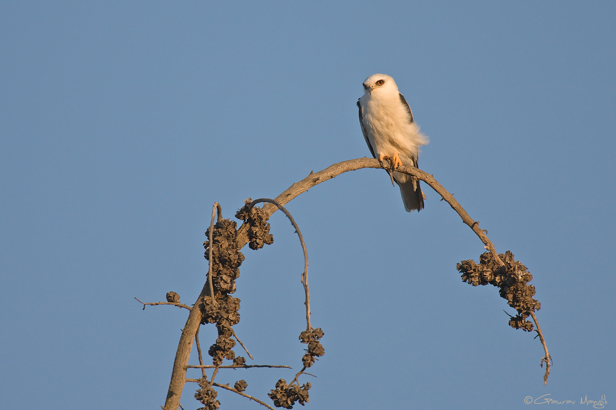White-Tailed Kite
