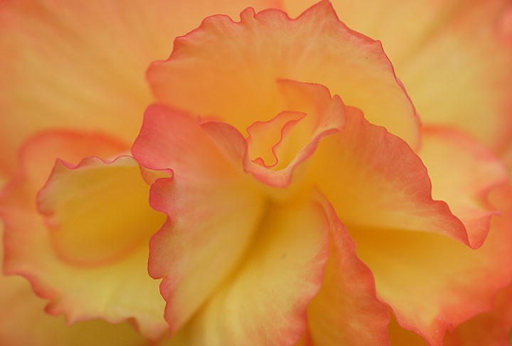 Soft  Begonia 