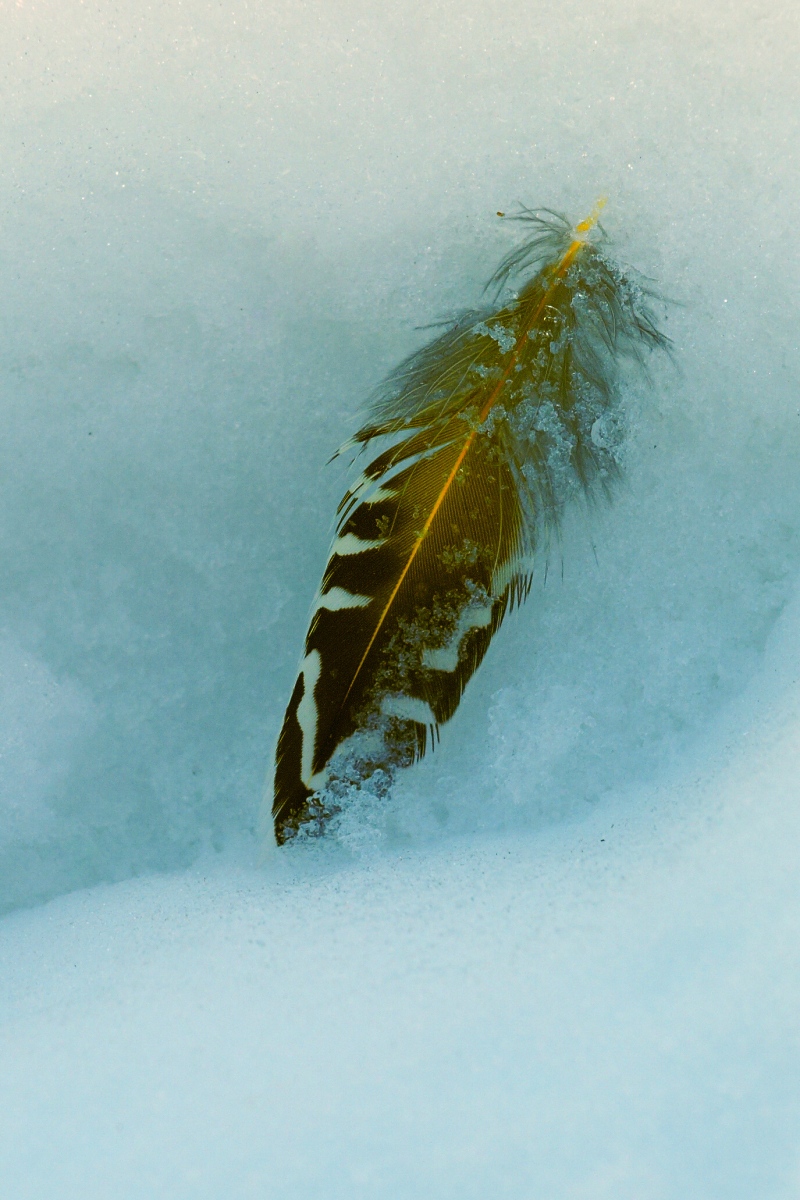 Feather Story