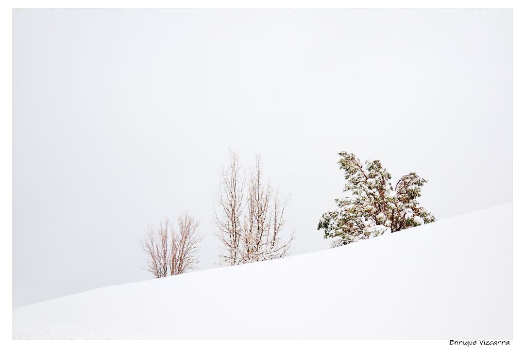 3Trees