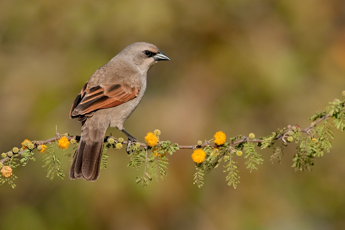 Bay-winged Cowbird