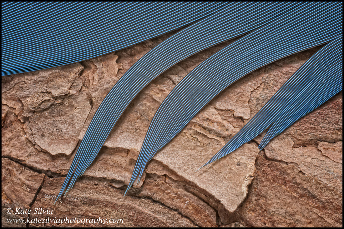 Feather and Bark