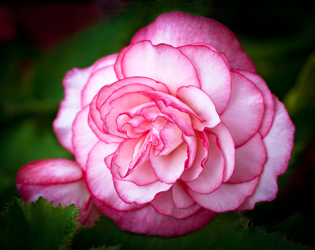 Ruby Begonia