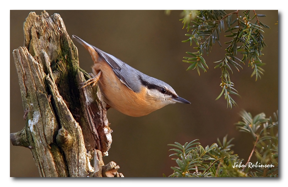 Nuthatch