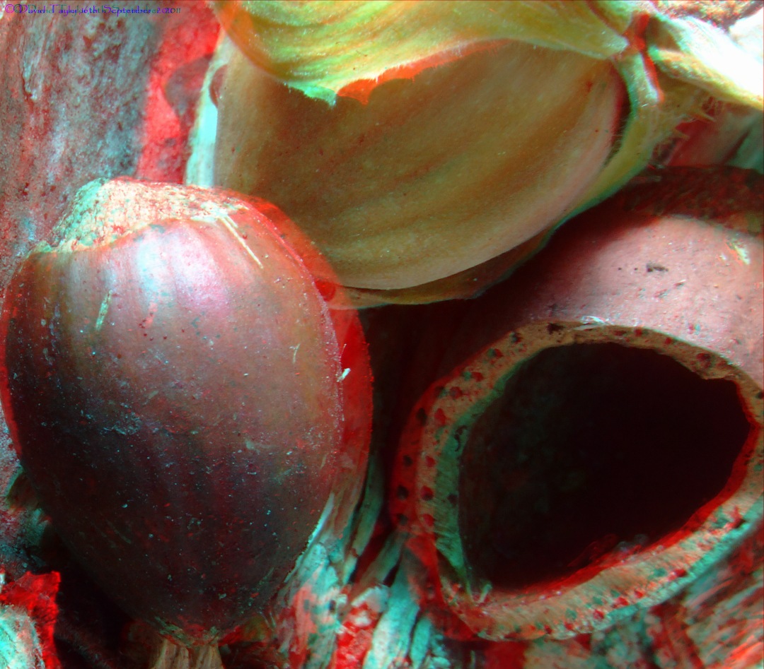 Hazelnuts...