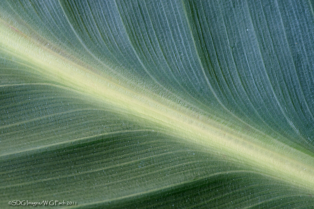 Green Wave