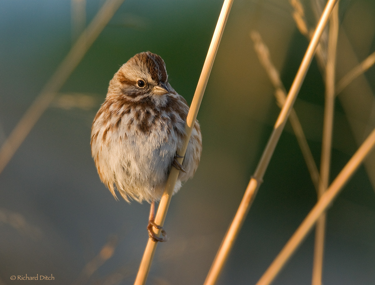 Song Sparrow