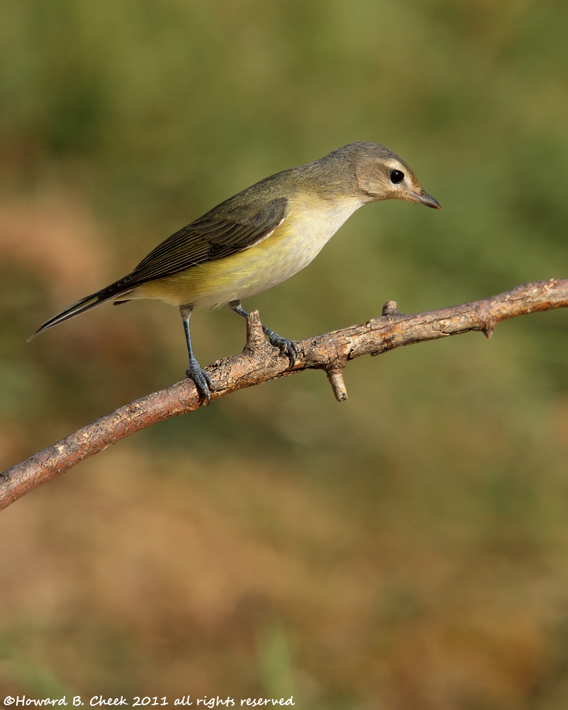 Warbling Vireo