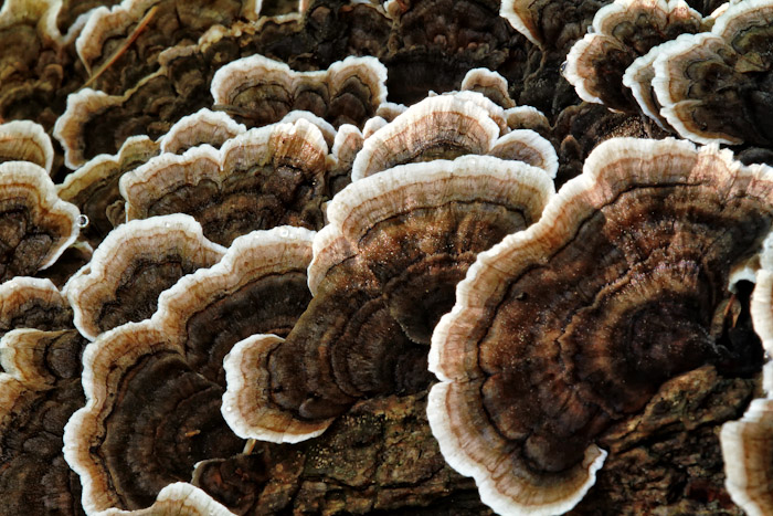 Fungus