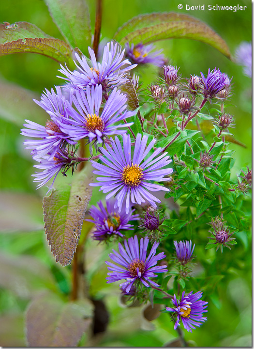 New England Aster