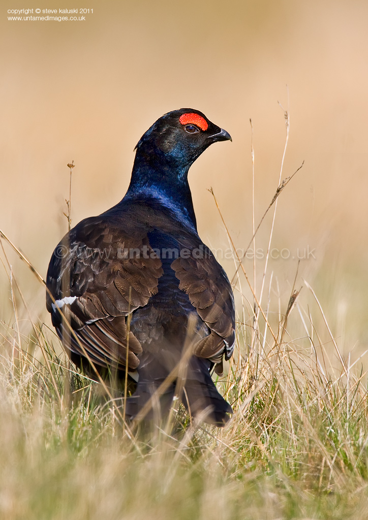 Black Grouse