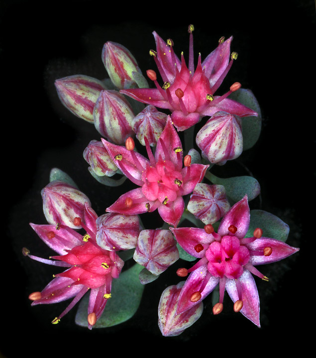 Sedum stars