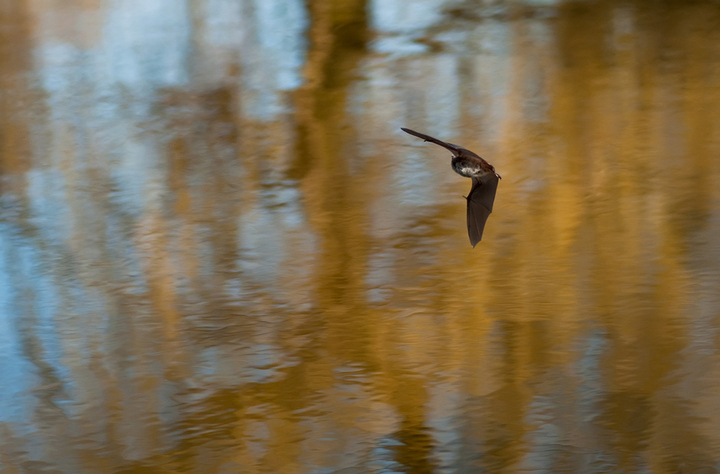 Chasing a Bat