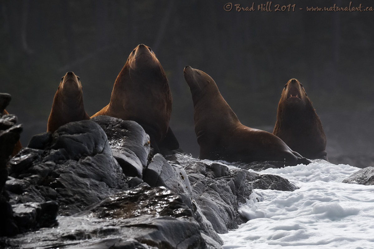 The Steller's Quartet