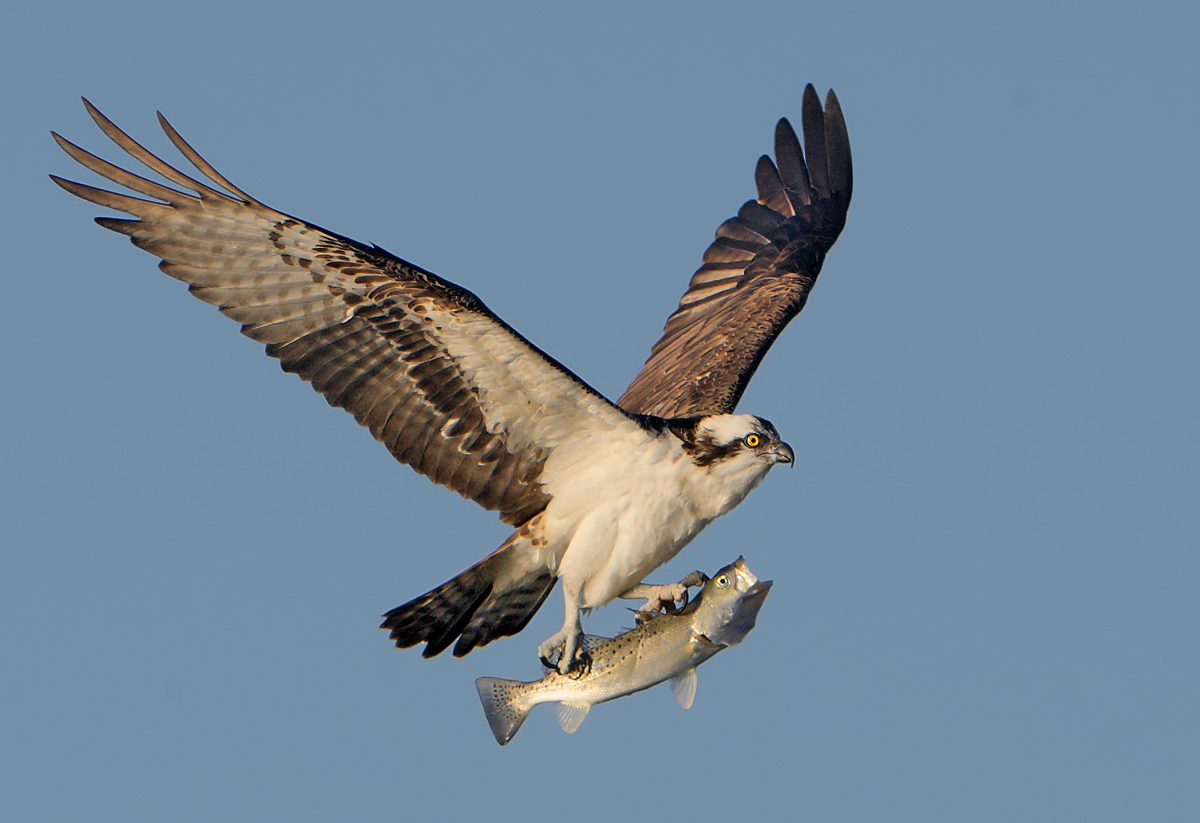 Osprey's Prize
