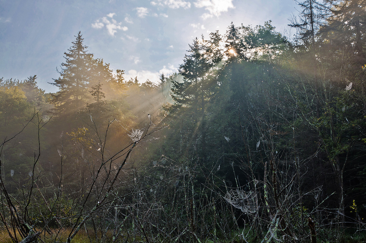 webs in the mist