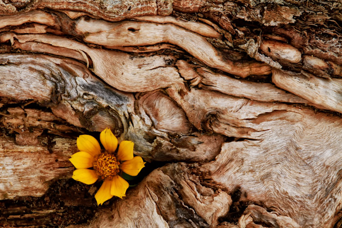 The root and the flower