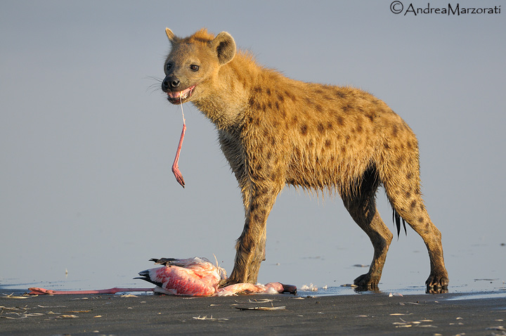 Hyena