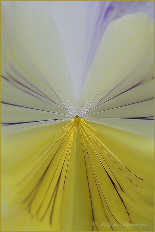Pansy Orb