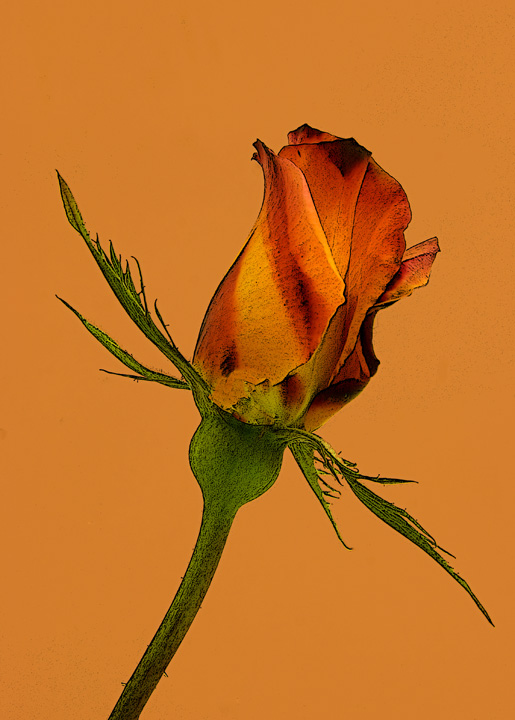 A Simple Rose