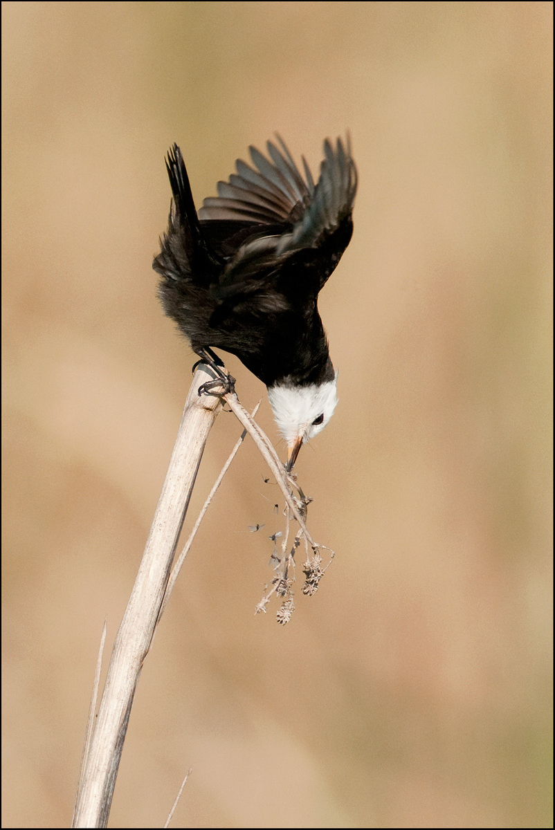 White-headed MarshTyrant