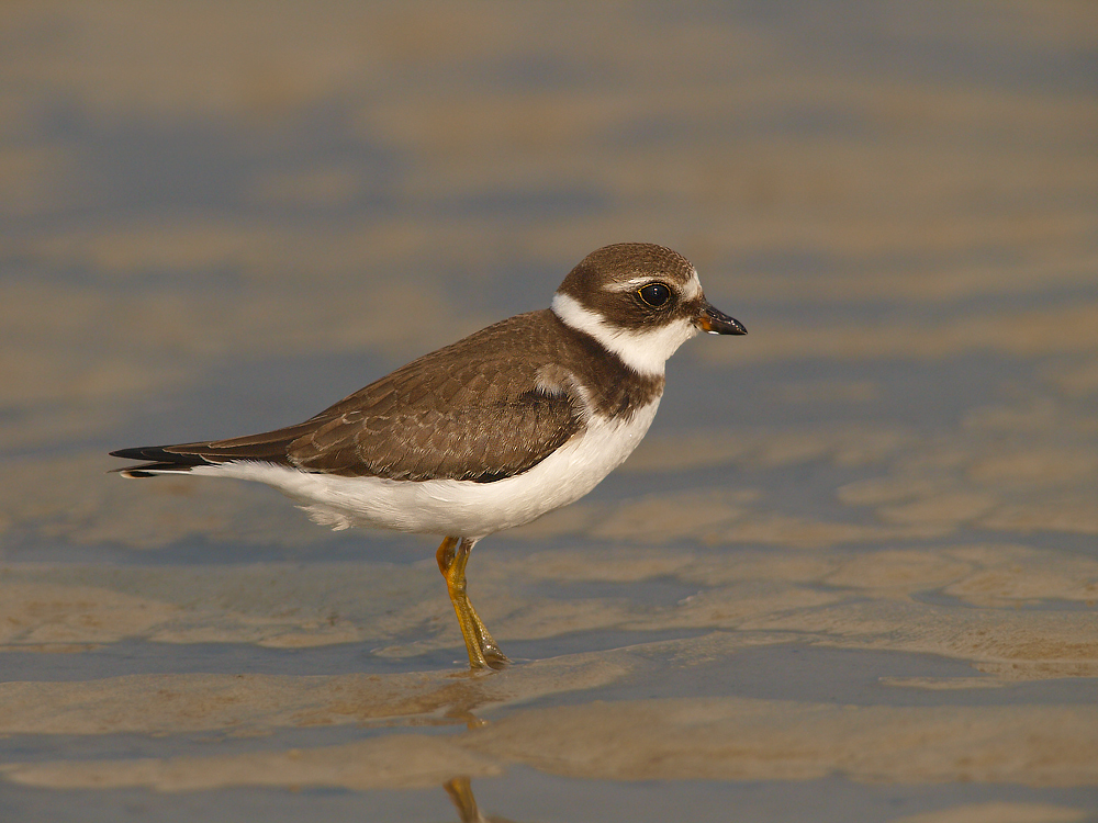 SP Plover Static Pose