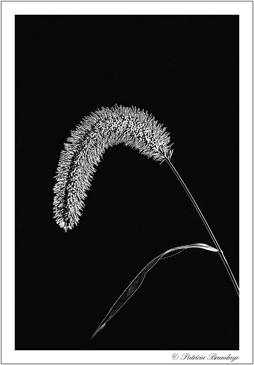 Grass in B&W