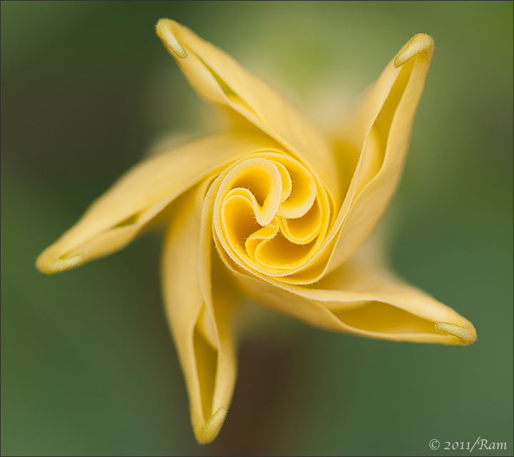 Datura Swirls