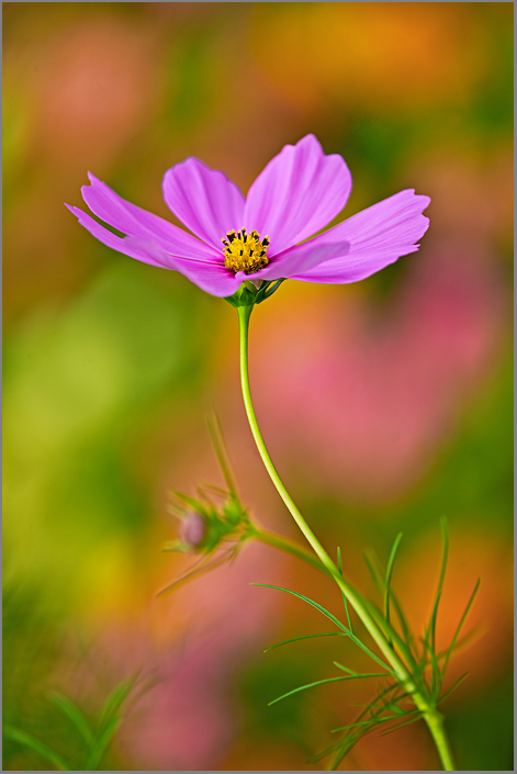Cosmos IV