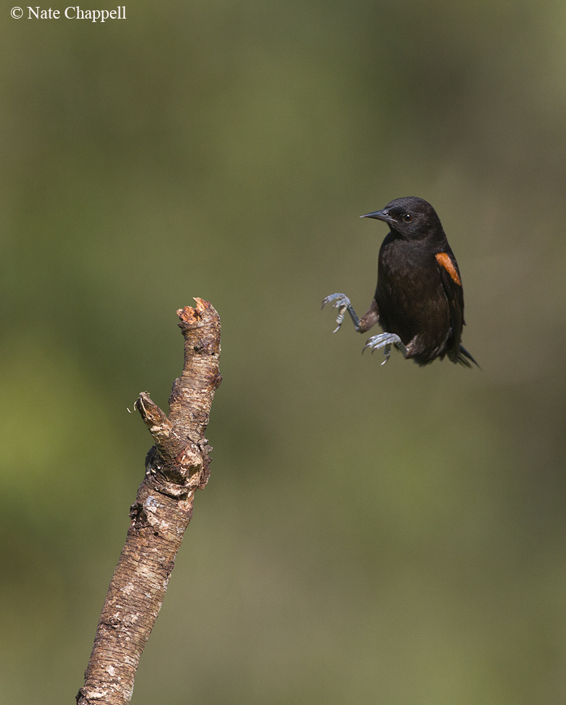 Epaulet Oriole Landing