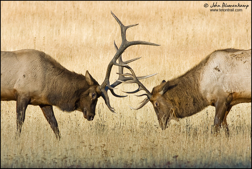 Dueling