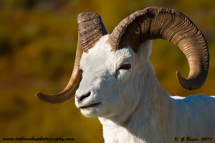Dall Ram w/ REPOST