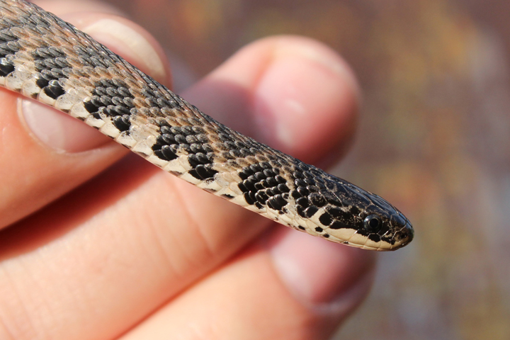 Kirklands' snake