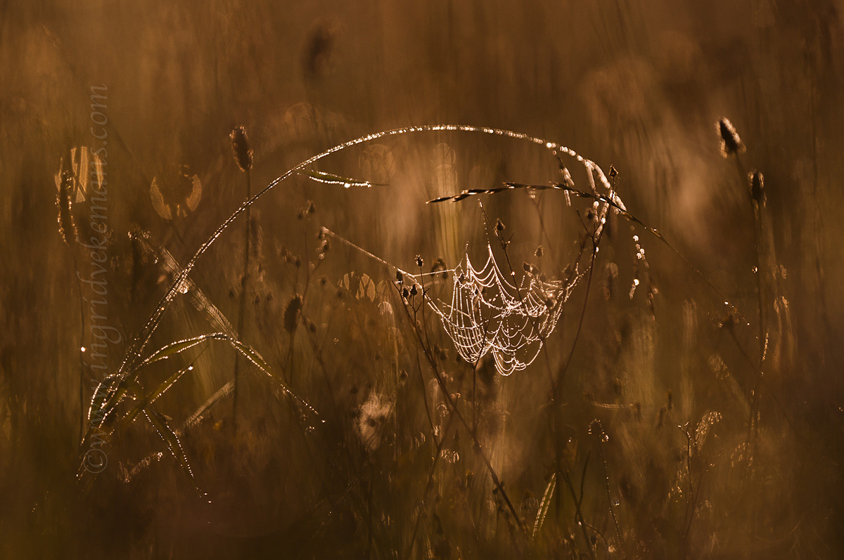 Nature's Decoration