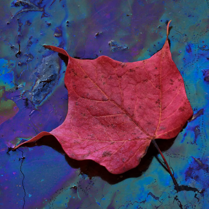 Leaf and swap oil