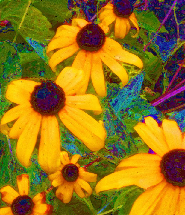 Pinhole Coneflower
