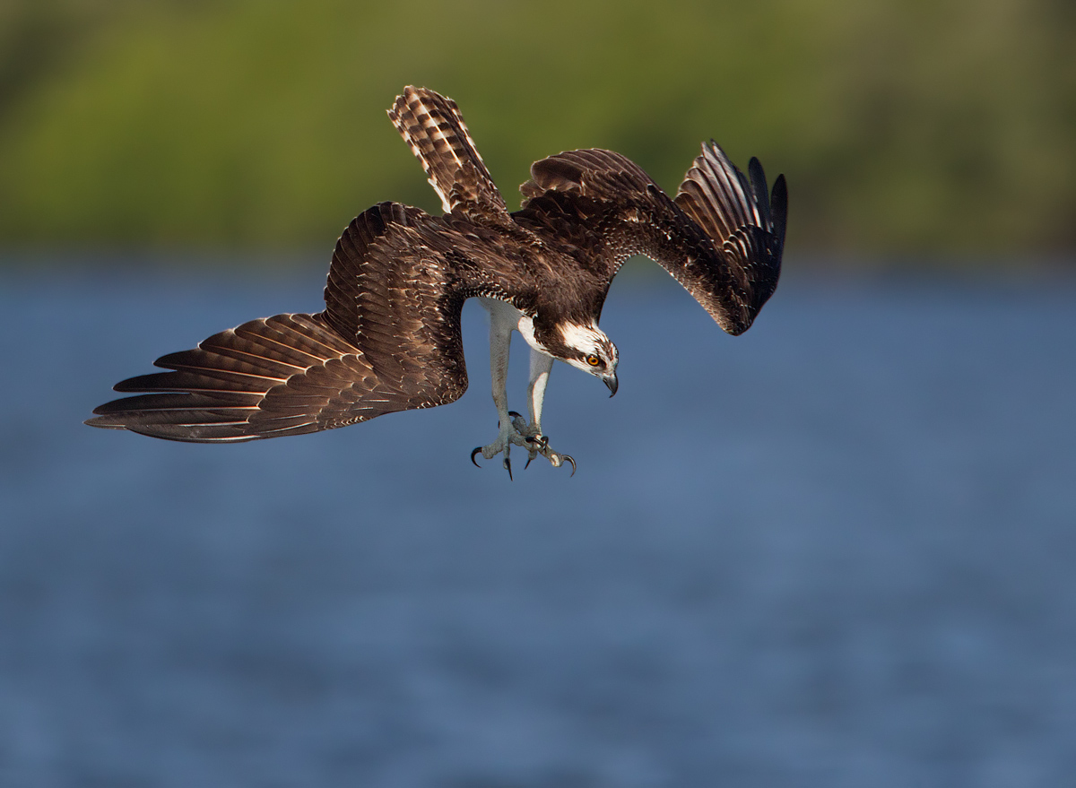 Osprey bail out