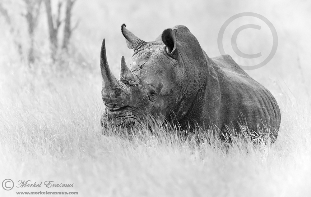 World Rhino Day