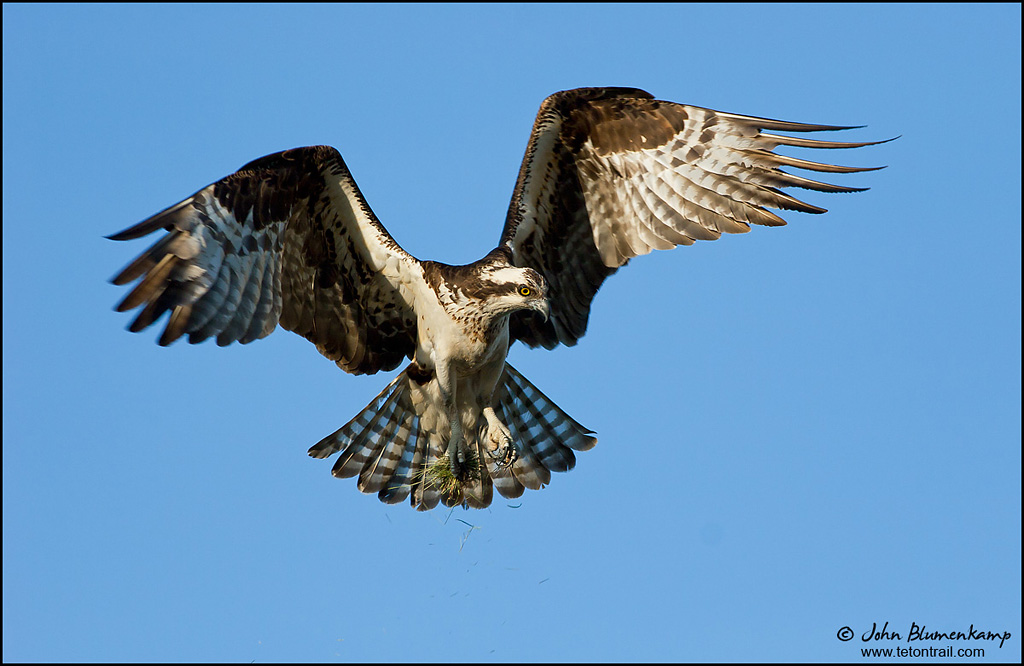 Osprey
