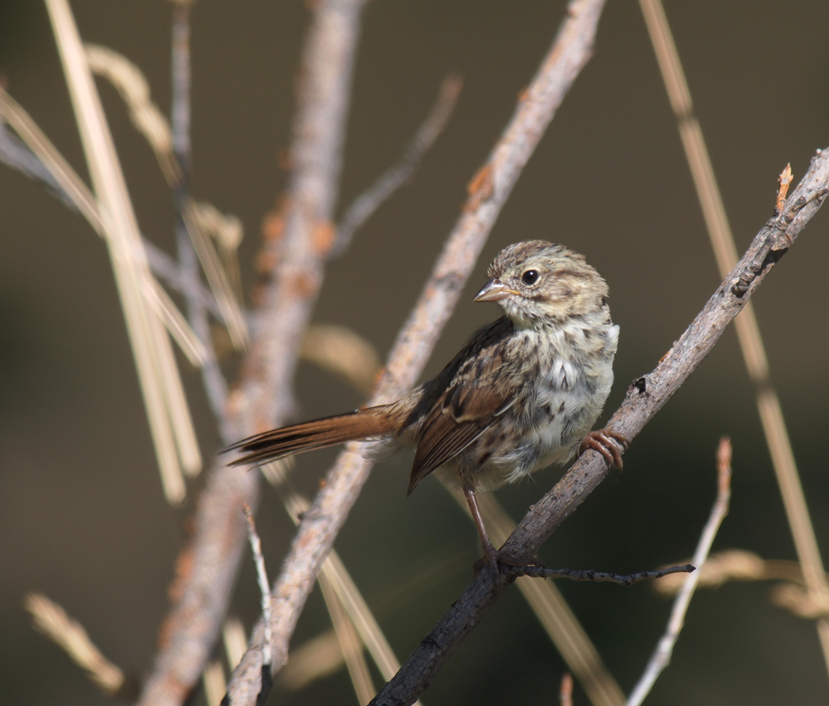 Savannah Sparrow Juv.
